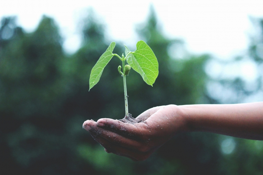 The Rise of Eco-Friendly Household Staffing: Green Practices for 2025